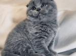 Bella - Scottish Fold Cat For Sale - Hollywood&comma; FL&comma; US