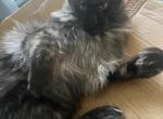 Captain Flint human face boy - Maine Coon Cat For Sale - Chipley&comma; FL&comma; US