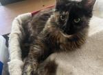 Fiona pure breed Maine Coon girl - Maine Coon Cat For Sale - Chipley&comma; FL&comma; US
