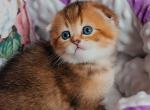 Josie - Scottish Fold Cat For Sale - Hollywood&comma; FL&comma; US