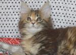 Ingrid - Maine Coon Cat For Sale - Hollywood&comma; FL&comma; US