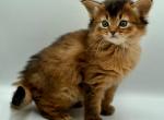Samson - Somali Cat For Sale - Norwalk&comma; CT&comma; US