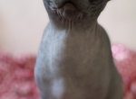 Pixie - Sphynx Cat For Sale - Astoria&comma; NY&comma; US