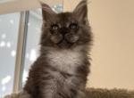 Black Smoke Maine Coon Handsome Boy - Maine Coon Cat For Sale - Tannersville&comma; PA&comma; US