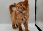 Queen - Somali Cat For Sale - Norwalk&comma; CT&comma; US