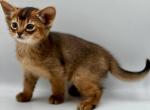 Rapunzel - Abyssinian Cat For Sale - Pembroke Pines&comma; FL&comma; US