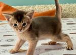 Urban - Abyssinian Cat For Sale - Pembroke Pines&comma; FL&comma; US