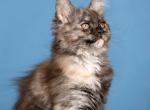 Erika - Maine Coon Cat For Sale - Hollywood&comma; FL&comma; US