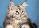 Prada - Maine Coon Cat For Sale - Hollywood&comma; FL&comma; US
