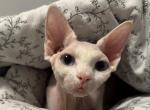 Baby - Sphynx Cat For Sale - Hollywood&comma; FL&comma; US