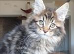 XTrail - Maine Coon Cat For Sale - Miami&comma; FL&comma; US