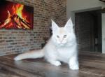 Xmen - Maine Coon Cat For Sale - Miami&comma; FL&comma; US