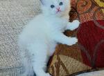 Eve - Ragdoll Cat For Sale - Los Angeles&comma; CA&comma; US