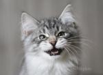 HAMLET IZ TVERSKOGO KNYAZHESTVA - Siberian Cat For Sale - NY&comma; US