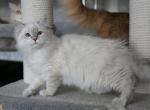 TUSAR LYUMUR - Siberian Cat For Sale - NY&comma; US