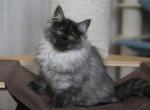 GLAFIRA IZ TVERSKOGO KNYAZHESTVA - Siberian Cat For Sale - NY&comma; US