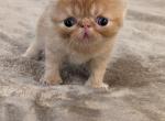 Oakley - Exotic Cat For Sale - Talco&comma; TX&comma; US