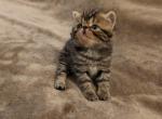 Felicia - Exotic Cat For Sale - Talco&comma; TX&comma; US
