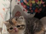 Patches - Exotic Cat For Sale - Talco&comma; TX&comma; US