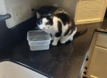 I have approximately 12 kittens & cats available - Domestic Cat For Adoption - New Oxford&comma; PA&comma; US