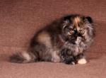 Emmanuelle - Persian Cat For Sale - Hollywood&comma; FL&comma; US