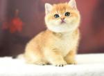 Romeo - British Shorthair Cat For Sale - Miami&comma; FL&comma; US