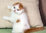 Chij - Scottish Fold Cat For Sale - Hollywood&comma; FL&comma; US