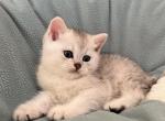 Kittens - Scottish Straight Cat For Sale - Renton&comma; WA&comma; US