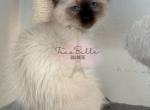 Brie - Balinese Cat For Sale - CA&comma; US