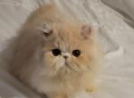 Persian orange male - Persian Cat For Sale - MA&comma; US