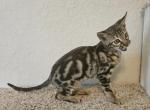 Gorgeous F6 Marble  male - Savannah Cat For Sale - Lakeland&comma; FL&comma; US