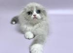Cosmo - Scottish Fold Cat For Sale - Hollywood&comma; FL&comma; US
