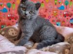 Bubochka - British Shorthair Cat For Sale - Hollywood&comma; FL&comma; US