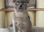 Weremij - Burmese Cat For Sale - Pembroke Pines&comma; FL&comma; US