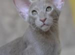 Like - Oriental Cat For Sale - Pembroke Pines&comma; FL&comma; US