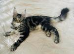 Hershey - Maine Coon Cat For Sale - Staten Island&comma; NY&comma; US