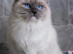 Elizabeth - Siberian Cat For Sale - MI&comma; US