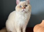 Demian - British Shorthair Cat For Sale - Los Angeles&comma; CA&comma; US