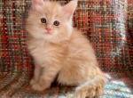 Bugatti - Maine Coon Cat For Sale - Londonderry&comma; NH&comma; US