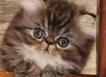 Rayne's litter - Persian Cat For Sale - Greenville&comma; OH&comma; US