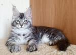 Harley - Maine Coon Cat For Sale - Grayslake&comma; IL&comma; US