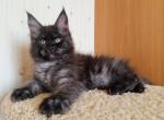 Helsy - Maine Coon Cat For Sale - Grayslake&comma; IL&comma; US