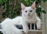 Angela - Maine Coon Cat For Sale - Miami&comma; FL&comma; US