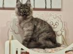 Yustin - Maine Coon Cat For Sale - Miami&comma; FL&comma; US