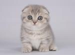 Loulait - Munchkin Cat For Sale - Pembroke Pines&comma; FL&comma; US