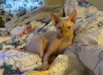 Peaches - Sphynx Cat For Sale - Massapequa&comma; NY&comma; US