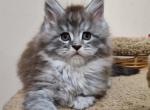 Favoritev - Maine Coon Cat For Sale - Miami&comma; FL&comma; US