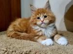 Unikum - Maine Coon Cat For Sale - Miami&comma; FL&comma; US