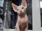 Milky Kiss - Sphynx Cat For Sale - Pembroke Pines&comma; FL&comma; US