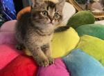 Moisha - Scottish Straight Cat For Sale - Brooklyn&comma; NY&comma; US